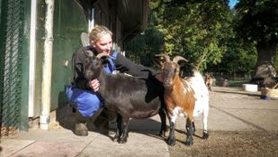 nieuws brabant bergen op zoom halsteren dieren boerderij