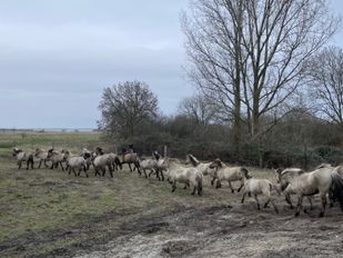 Nieuwe konikpaarden grazen nu in het Markiezaat: &#8216;Precies wat we zochten&#8217;