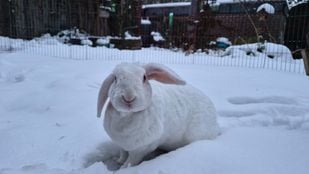konijn nieuws brabant sneeuw ijs koud pip
