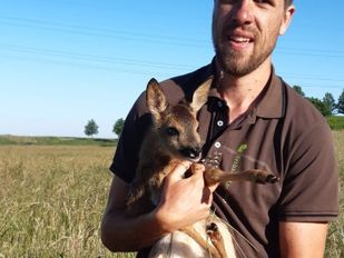 Boswachter Wout Romijnders zit gehurkt in het hoge gras met op zijn schoot een reekalf