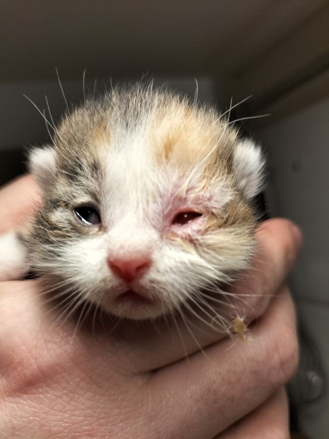 zwerfkitten