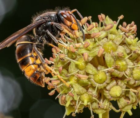 aziatische hoornaar nieuws