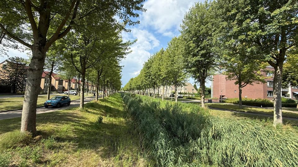 bomenkap bergen op zoom