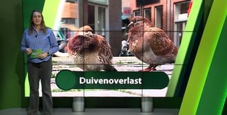 ZuidWest Update - 12 mei – Roosendaal | Bergen op Zoom | Woensdrecht | Tholen | Steenbergen