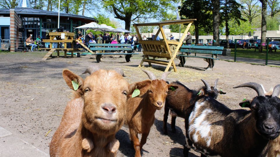 Dierenweide Lambertijnenhof feestenlijk heropend na grote opknapbeurt