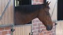 Ponyclub de van Goghruiters uit Zundert is al 55 jaar het beste paard van stal