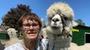 Alpaca’s populairder dan ooit: ‘Mensen willen gewoon knuffelen’