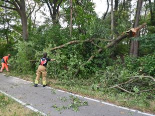 Omgewaaide boom van fietspad gehaald