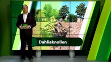30 april – Moerdijk | Etten-Leur | Zundert | Halderberge | Rucphen