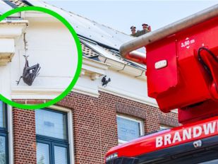 vogel verstrikt Bergen op Zoom