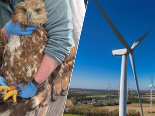 Zeearend overleden na botsing met windmolen: &#8216;Niet voor het eerst&#8217;