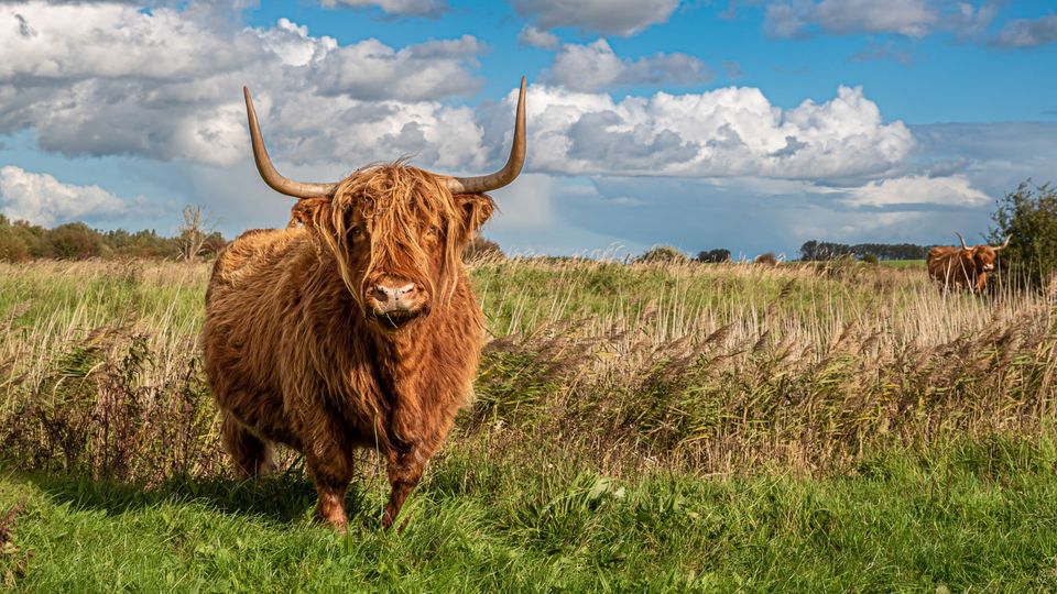 Natuurmonumenten gaat woekerende planten aanpakken in Krammer-Volkerak
