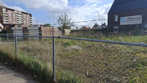 japanse duizendknoop Laan van Brabant Roosendaal