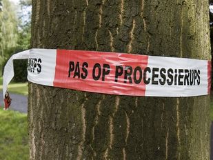 Close-up van rood-wit waarschuwingstape met de tekst PAS OP PROCESSIERUPS rond een boom gewikkeld