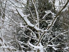 Sneeuw in de bomen