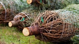 inzameling kerstbomen Roosendaal