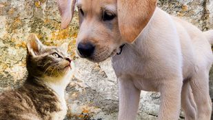 Kat en hond