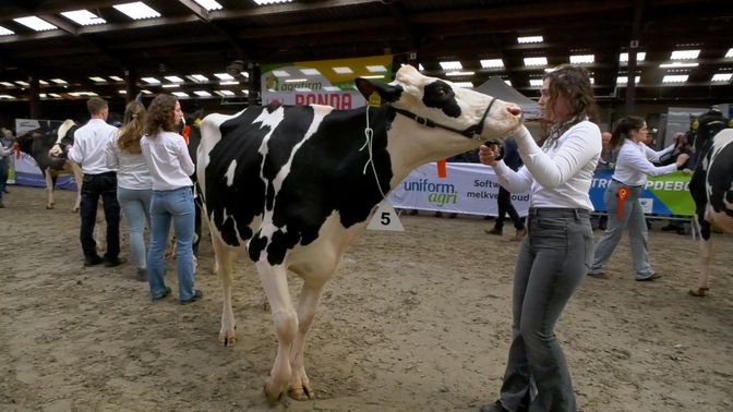 Veronique samen met haar koe in de 'ring'.