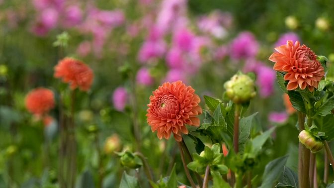 De dahlia's zijn ook dit jaar weer mooi van kleur.