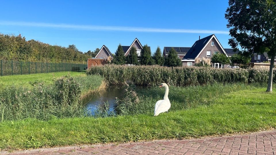 Tholen maait minder langs watergangen en geeft de natuur meer ruimte