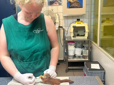 Latoya voert een klein eekhoorntje (foto: ZuidWest Update)