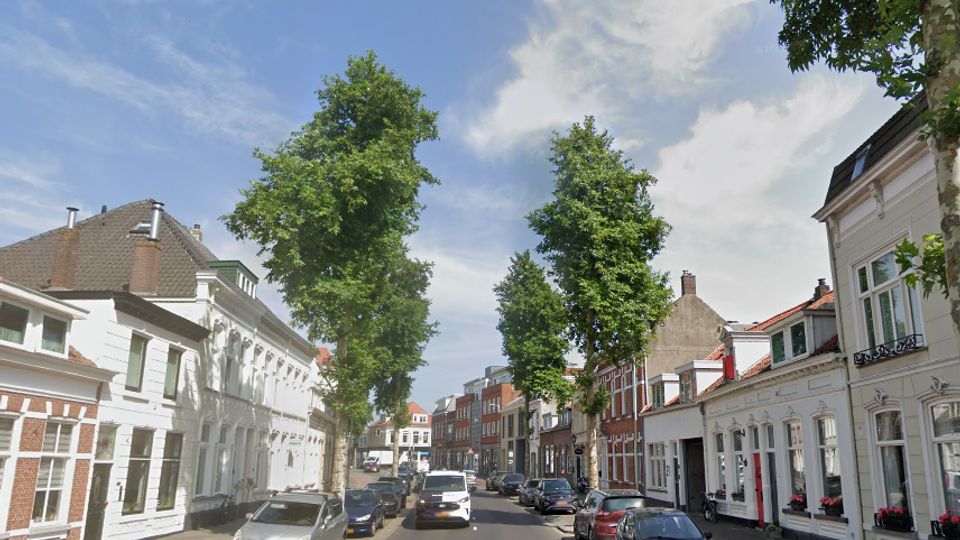 Bomenwissel in Bergen op Zoom: zeven straten krijgen nieuwe bomen