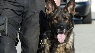 Close-up van politiehond die vastgehouden wordt door hondenbegeleider