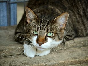 &#8216;Kattenhater&#8217; dumpt Brabantse katten op Tholen: &#8216;Dit is het topje van de ijsberg&#8217;