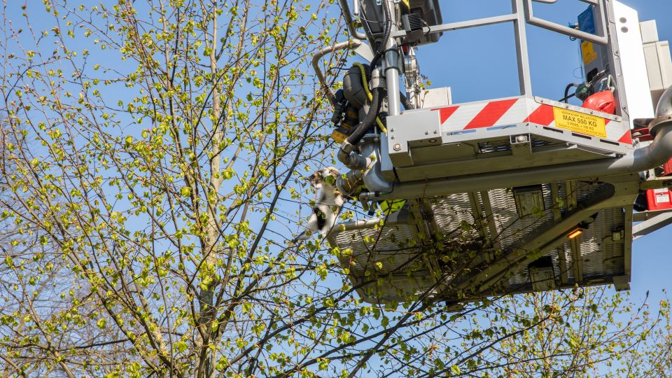 kat boom brandweer 112 roosendaal zwaanhoefstraat