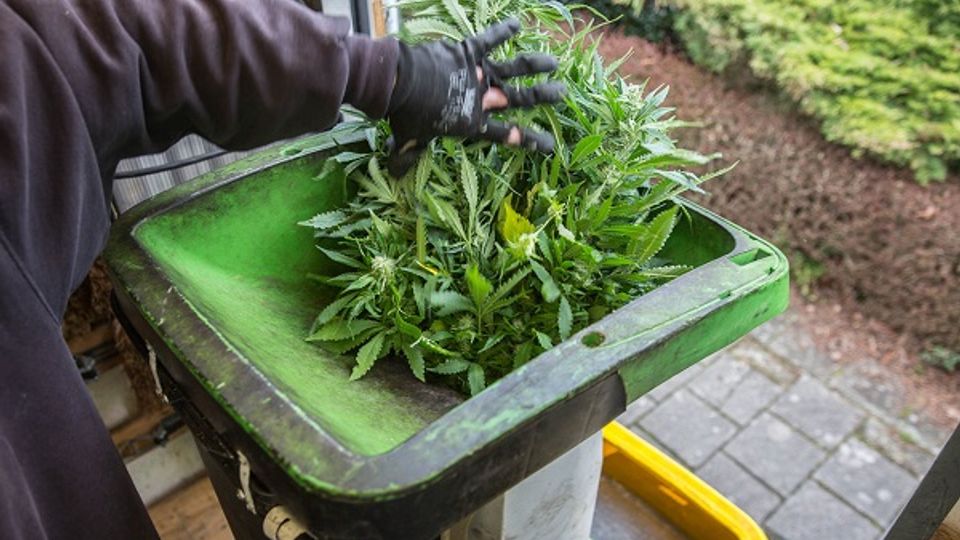 Close up van een hand die een bos hennep in een versnipperaar gooit