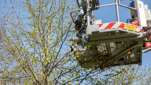 kat boom brandweer 112 roosendaal zwaanhoefstraat