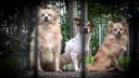 Inbeslaggenomen honden uit Eersel krijgen een tweede kans in Nispen