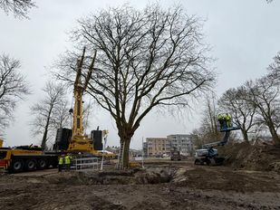 Boom verplaatsen Tholen