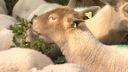 Schapen geven Landgoed Visdonk de jaarlijkse opknapbeurt