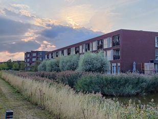 VVD trekt aan bel over snoeionderhoud Buitenhof: &#8216;Nog maar één keer per drie jaar&#8217;