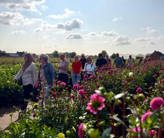 Dahliawandeltocht Zundert 2026