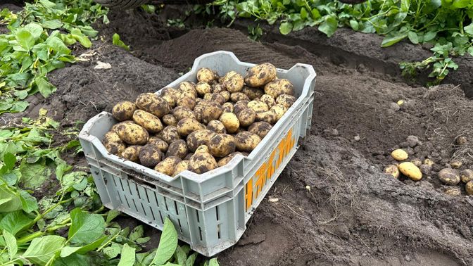 Krat aardappelen