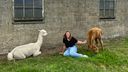 Niet naar de kinderpsycholoog, maar naar alpaca&#8217;s voor therapiesessie