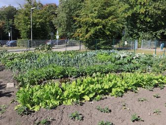 In de moestuin worden verschillende groentes verbouwd. (Foto: ZuidWest Update)