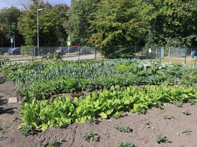 In de moestuin worden verschillende groentes verbouwd. (Foto: ZuidWest Update)