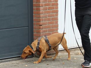 Milieuhond controle garageboxen Roosendaal