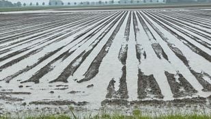 Land onder water aardappelen Ary Kruisland