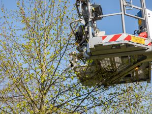 kat boom brandweer 112 roosendaal zwaanhoefstraat