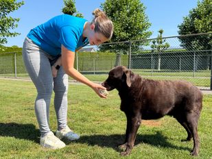 Zo houd je volgens deze dieren&shy;pension&shy;eigenaar je hond koel