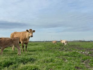 Koeien en kalfjes op avontuur: ze mogen de wei weer in