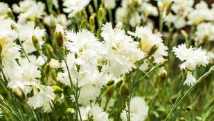 In 2005 werd de witte anjer geïntroduceerd als uiting van waardering voor Nederlandse veteranen