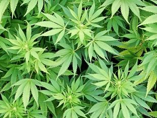 Close up van wietplanten