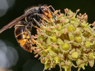 aziatische hoornaar nieuws