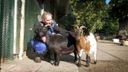 nieuws brabant bergen op zoom halsteren dieren boerderij