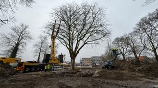 Boom verplaatsen Tholen